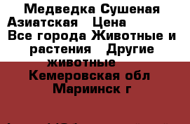 Медведка Сушеная Азиатская › Цена ­ 1 400 - Все города Животные и растения » Другие животные   . Кемеровская обл.,Мариинск г.